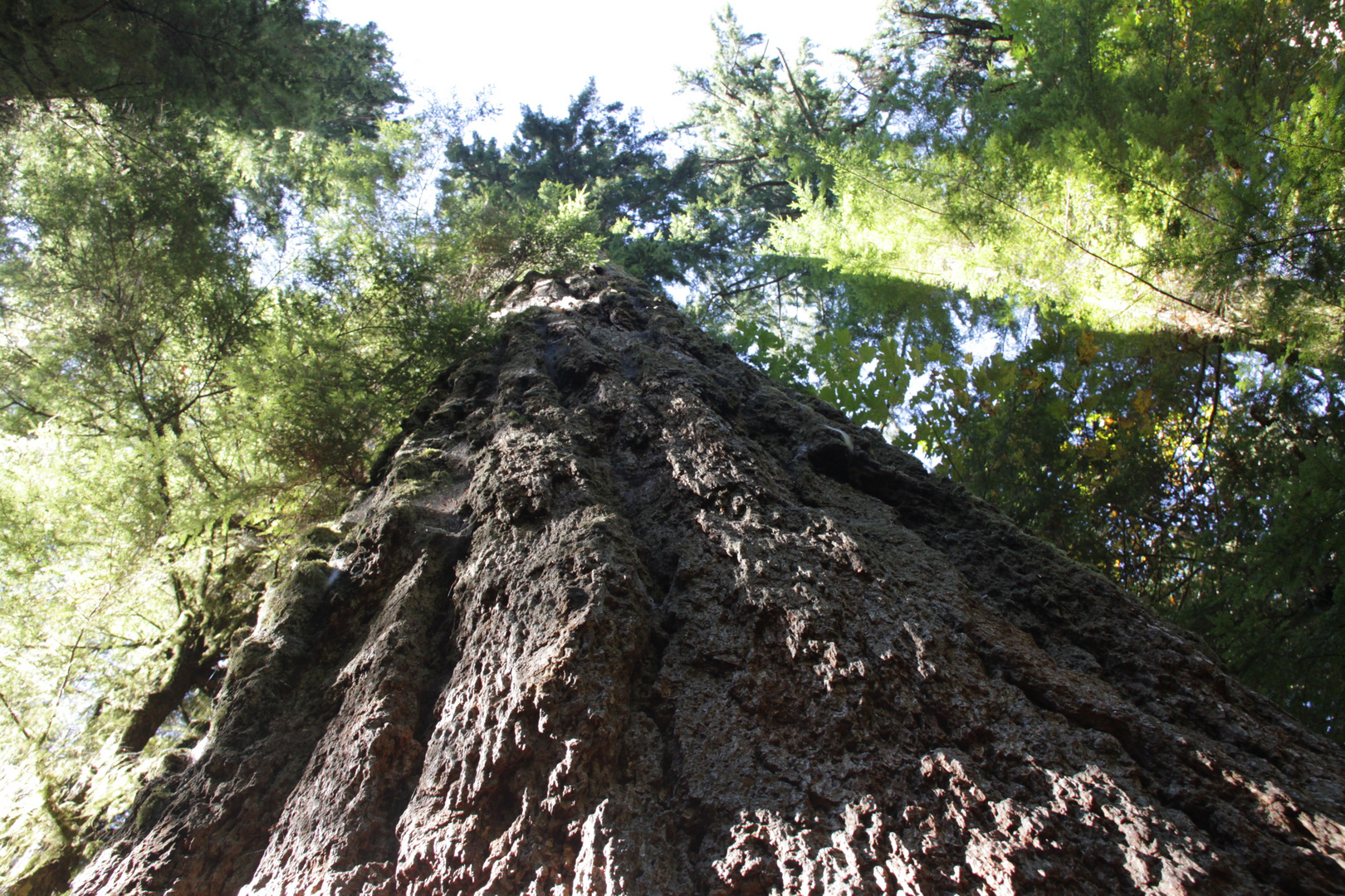 Big-Tree_Kanada