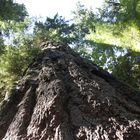 Big-Tree_Kanada