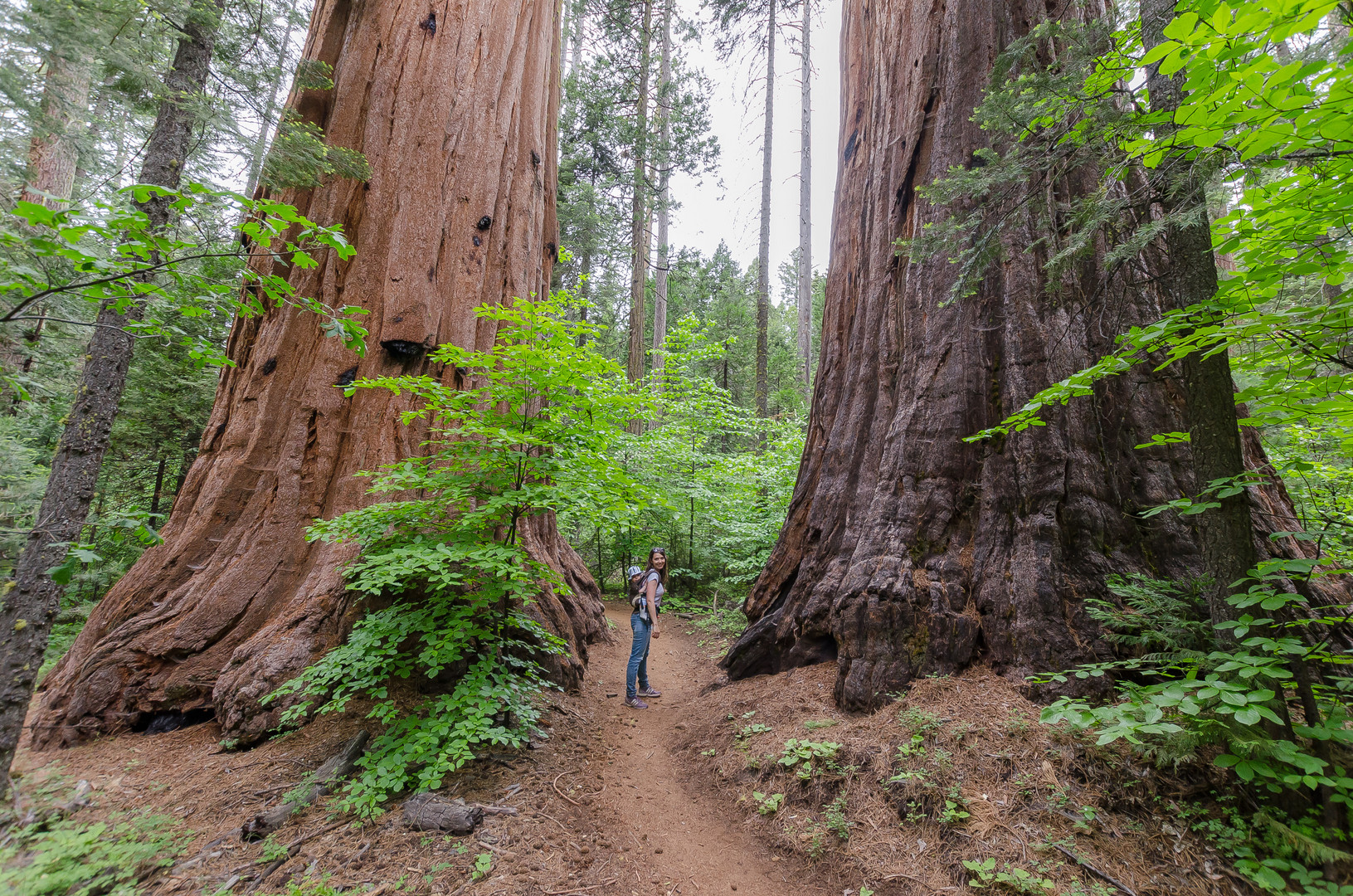 Big Trees