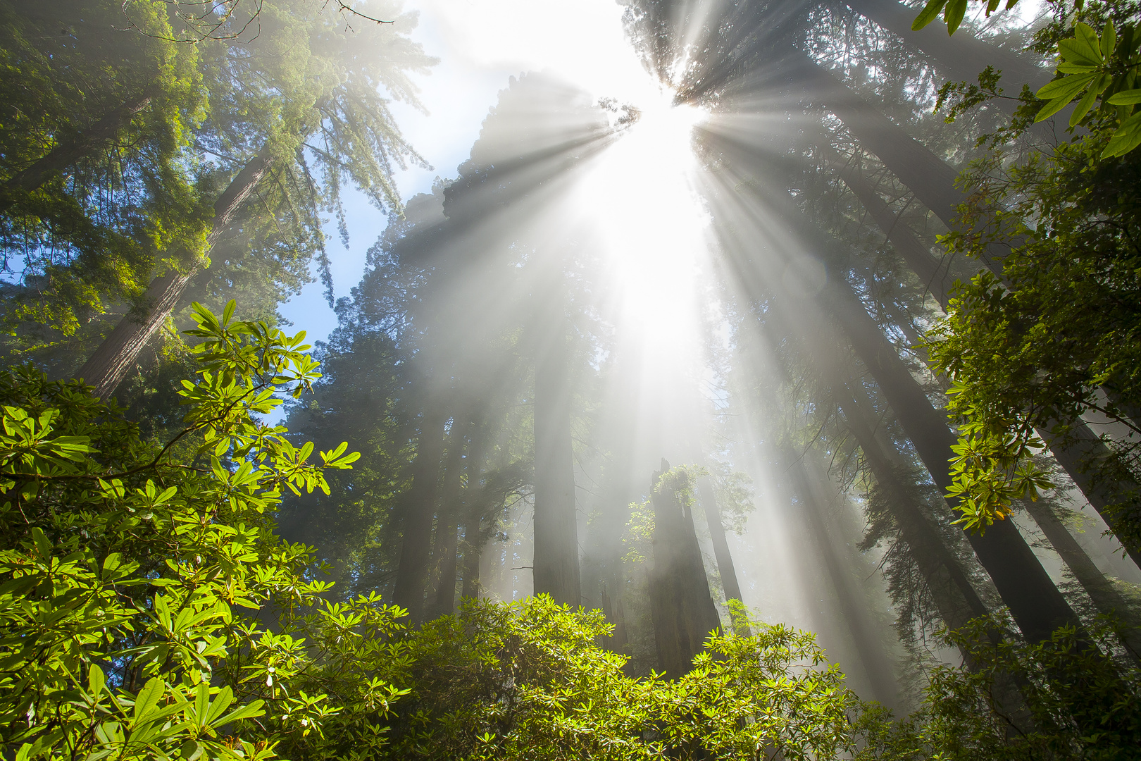 Big Trees