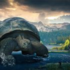 Big Turtle