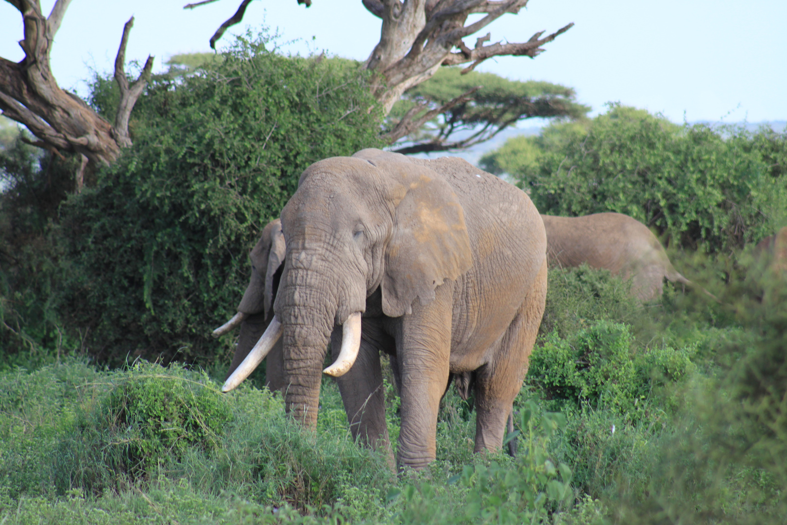 Big Tusker