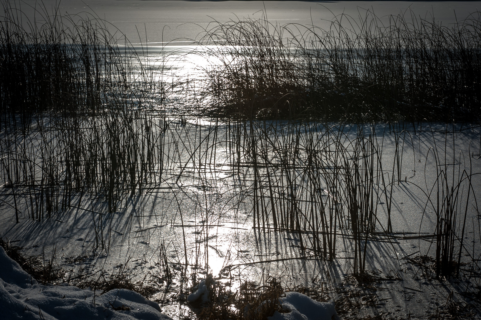 Big Twin Lake Shoreline 