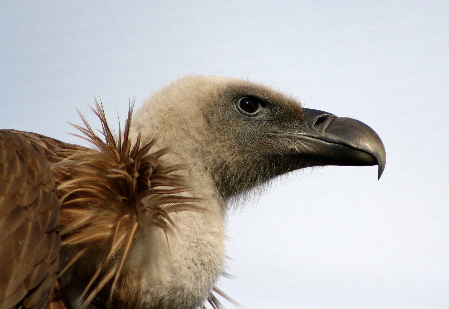 Big vulture is watching you