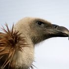 Big vulture is watching you