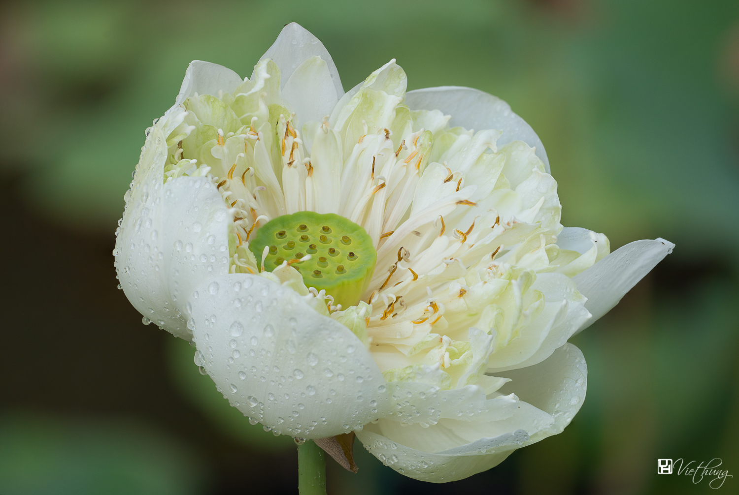 Big white Lotus