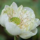 Big white Lotus