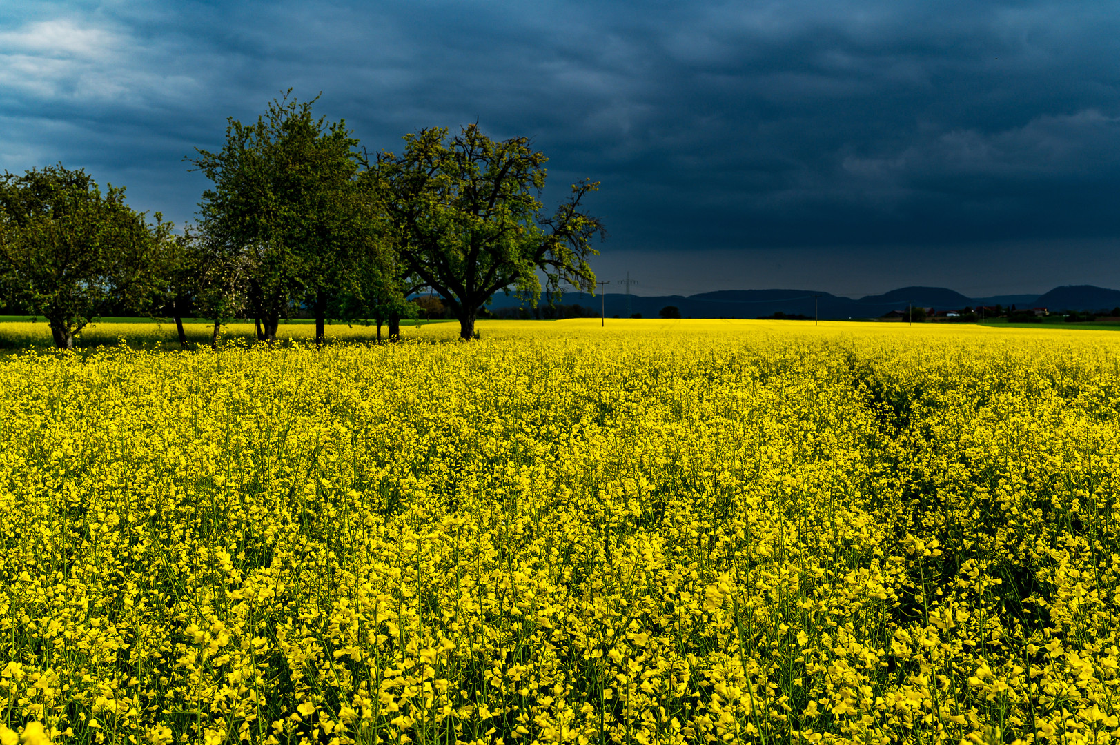 Big Yellow