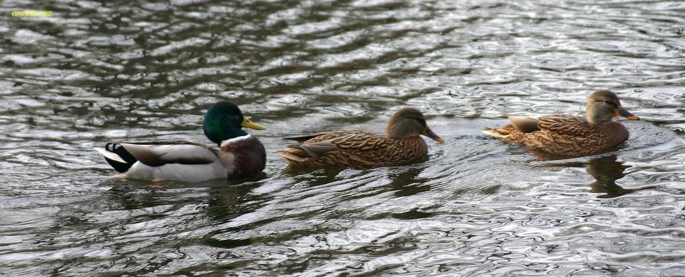 Bigamie bei den Wildenten ?