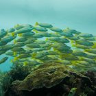 bigeye yellow snapper in the flow