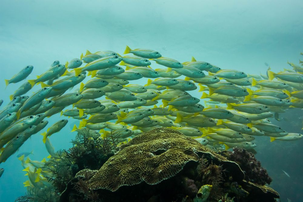 bigeye yellow snapper in the flow