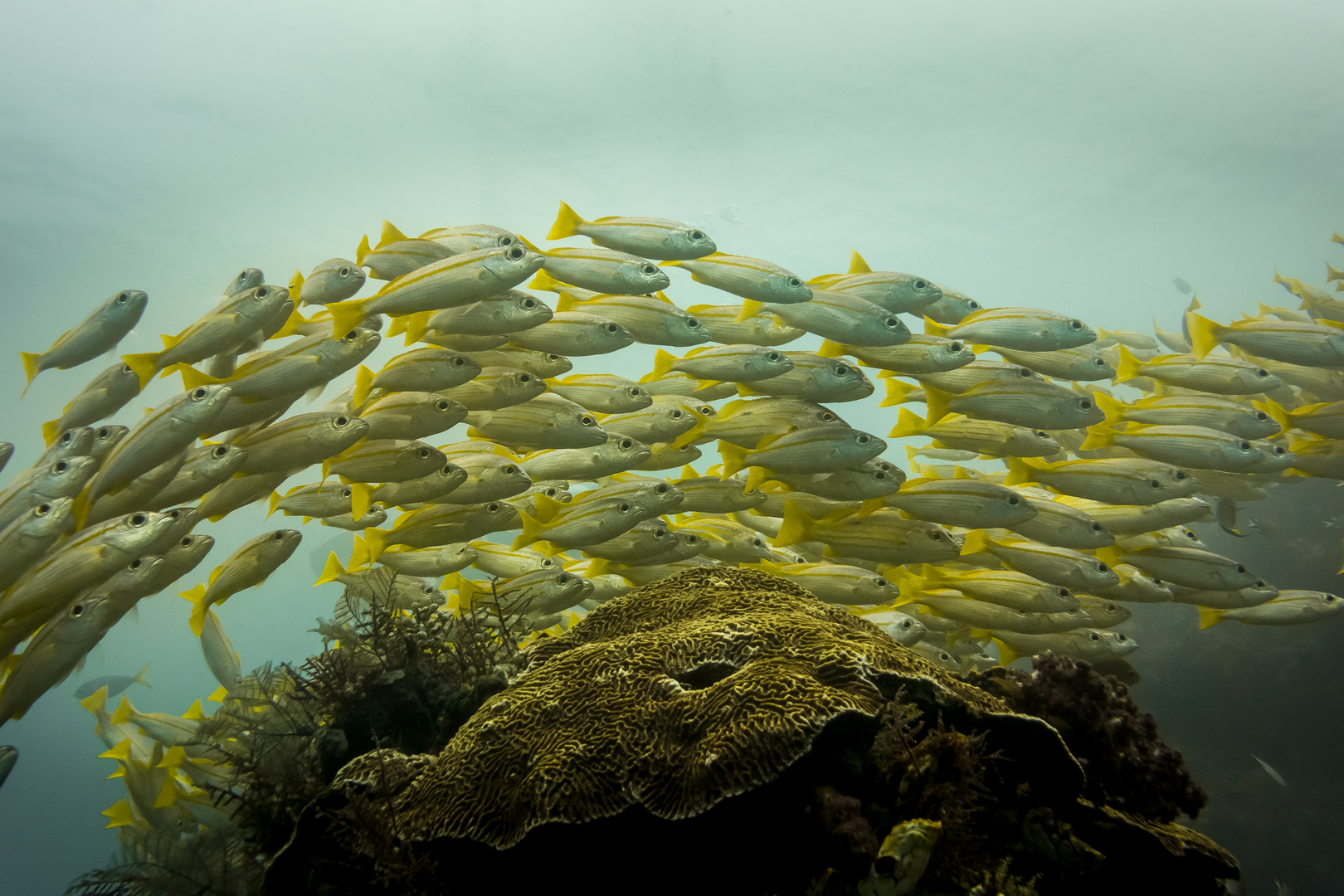 bigeye yellow snapper in the flow - zweiter Versuch