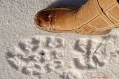 Bigfoot gibt es doch.