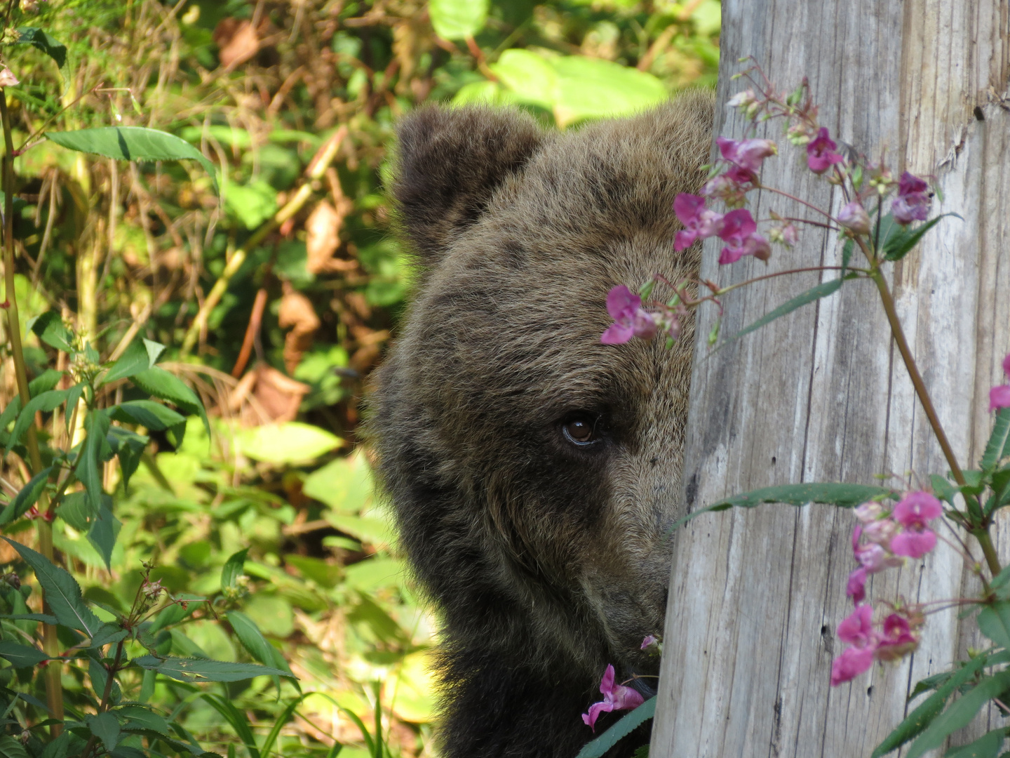 Biggi Bärenpark Schwarzwald