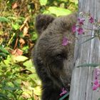 Biggi Bärenpark Schwarzwald