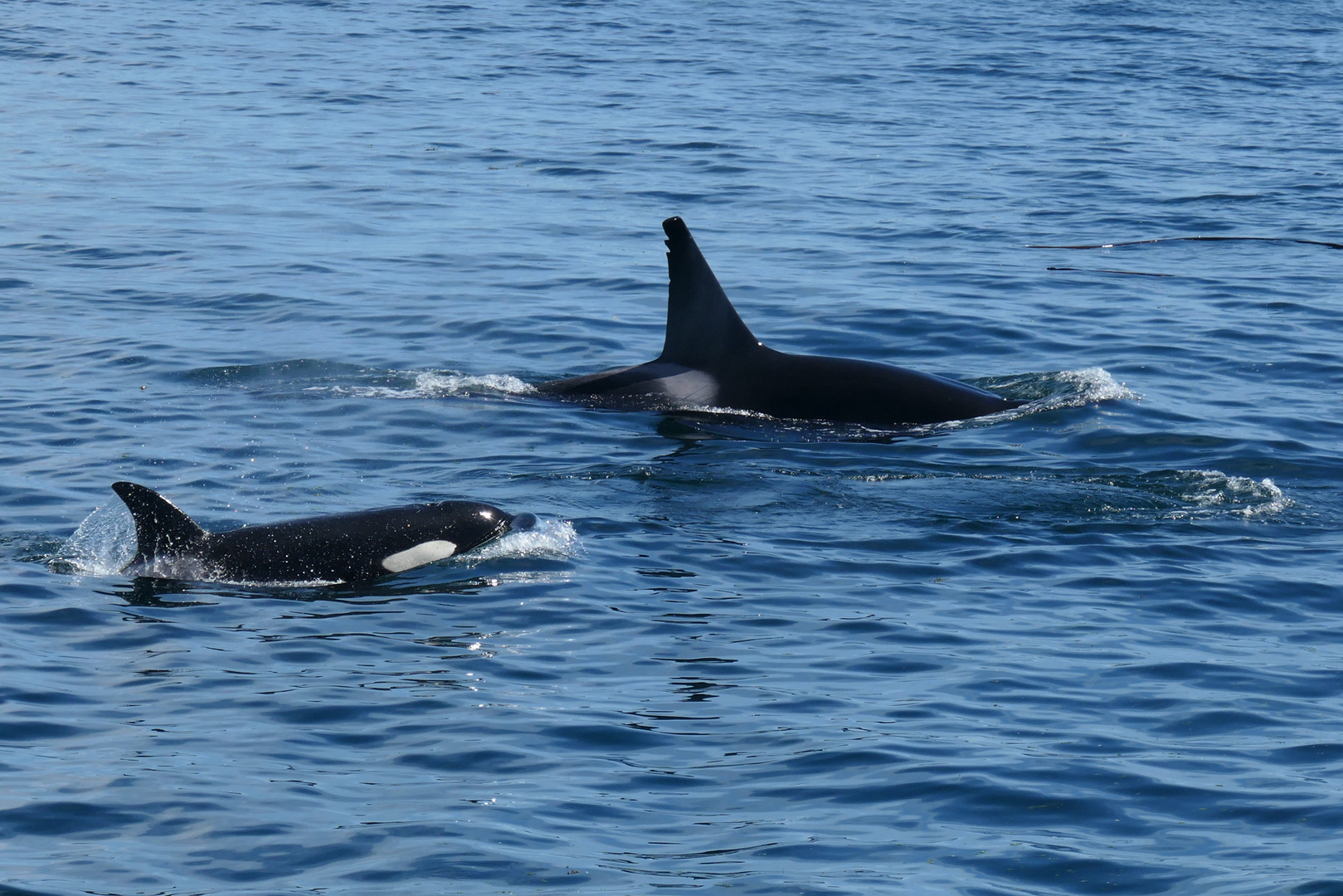 Bigg´s Orcas vor Vancouver Island