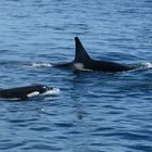 Bigg´s Orcas vor Vancouver Island