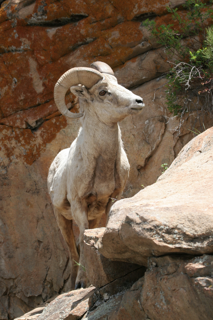 Bighorn