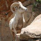 Bighorn