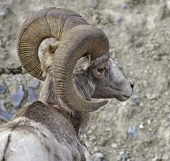 Bighorn