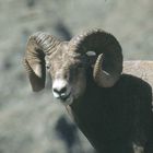 bighorn