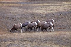 Bighorn Ballet