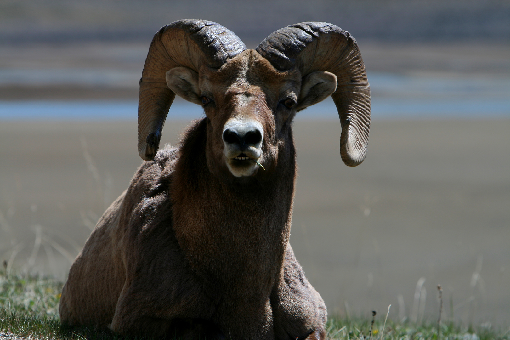 Bighorn