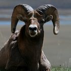 Bighorn