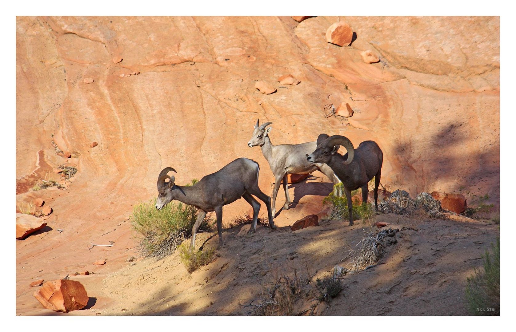 BIGhorn sheep - 1+1+1 makes 3