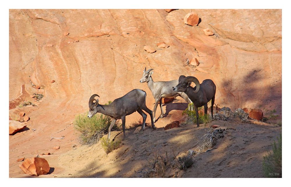 BIGhorn sheep - 1+1+1 makes 3