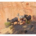 BIGhorn sheep - 1+1+1 makes 3