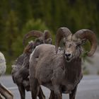 Bighorn-sheep