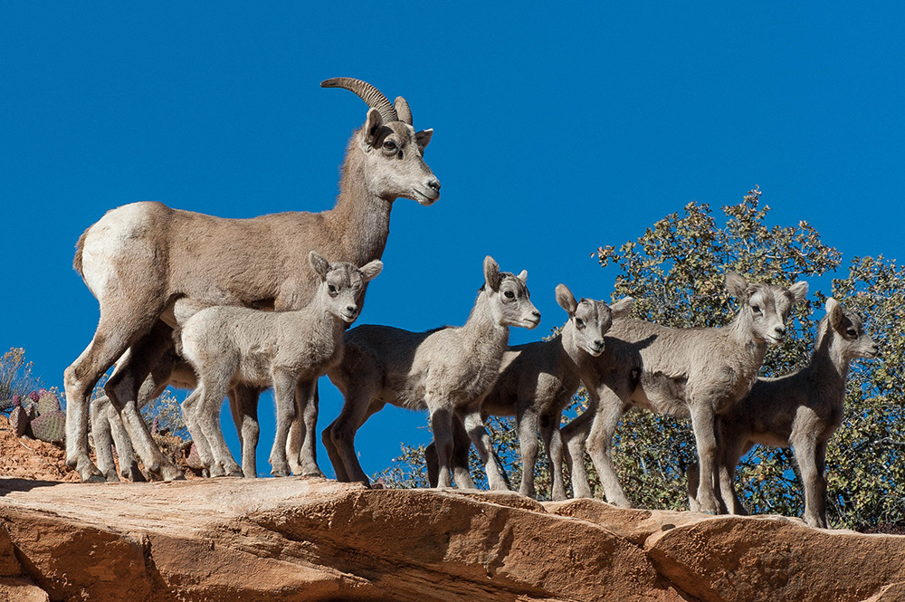 Bighorn sheep