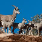 Bighorn sheep