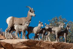 Bighorn sheep