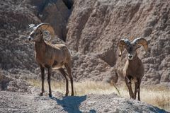 Bighorn Sheep