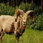 Bighorn Sheep