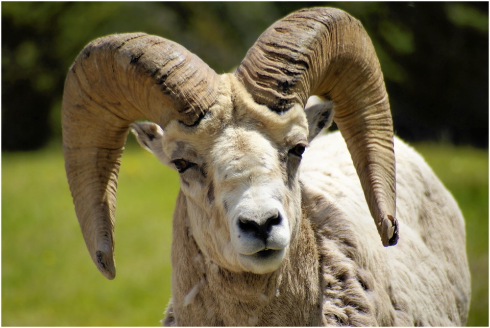 Bighorn Sheep