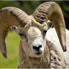 Bighorn Sheep