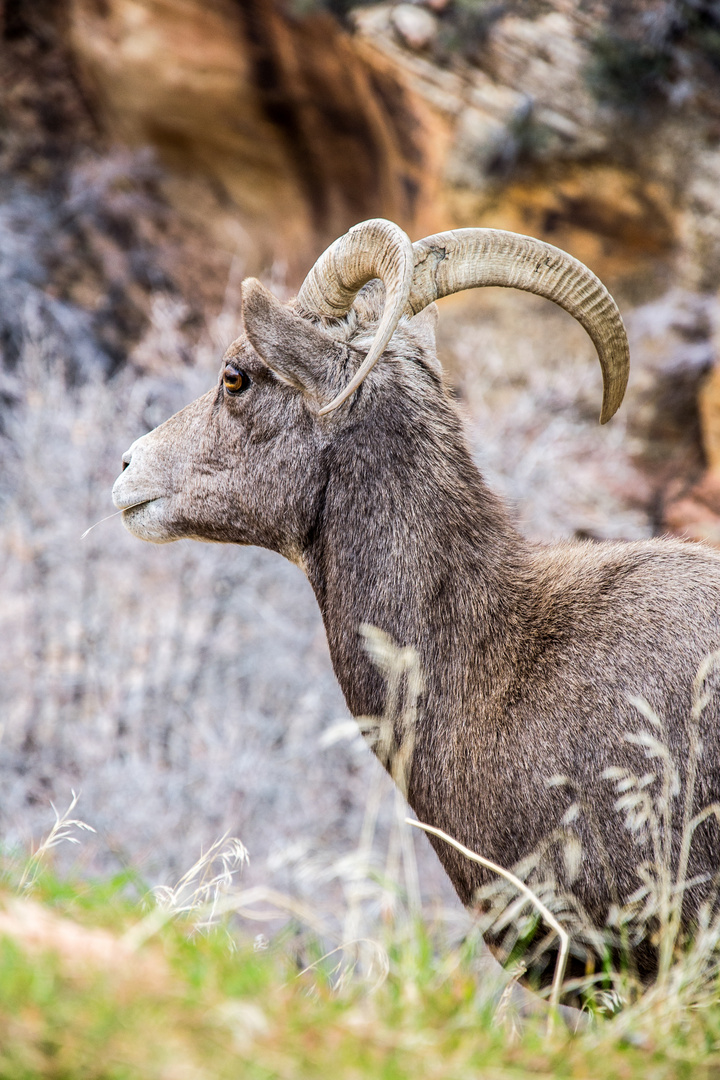 Bighorn Sheep