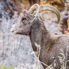 Bighorn Sheep