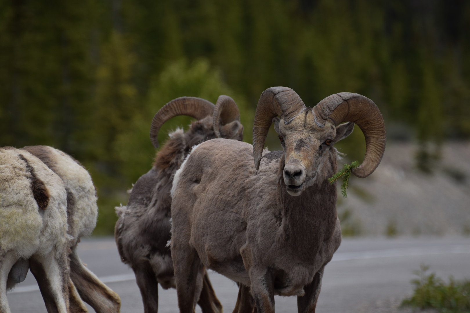 Bighorn-sheep