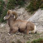 Bighorn sheep