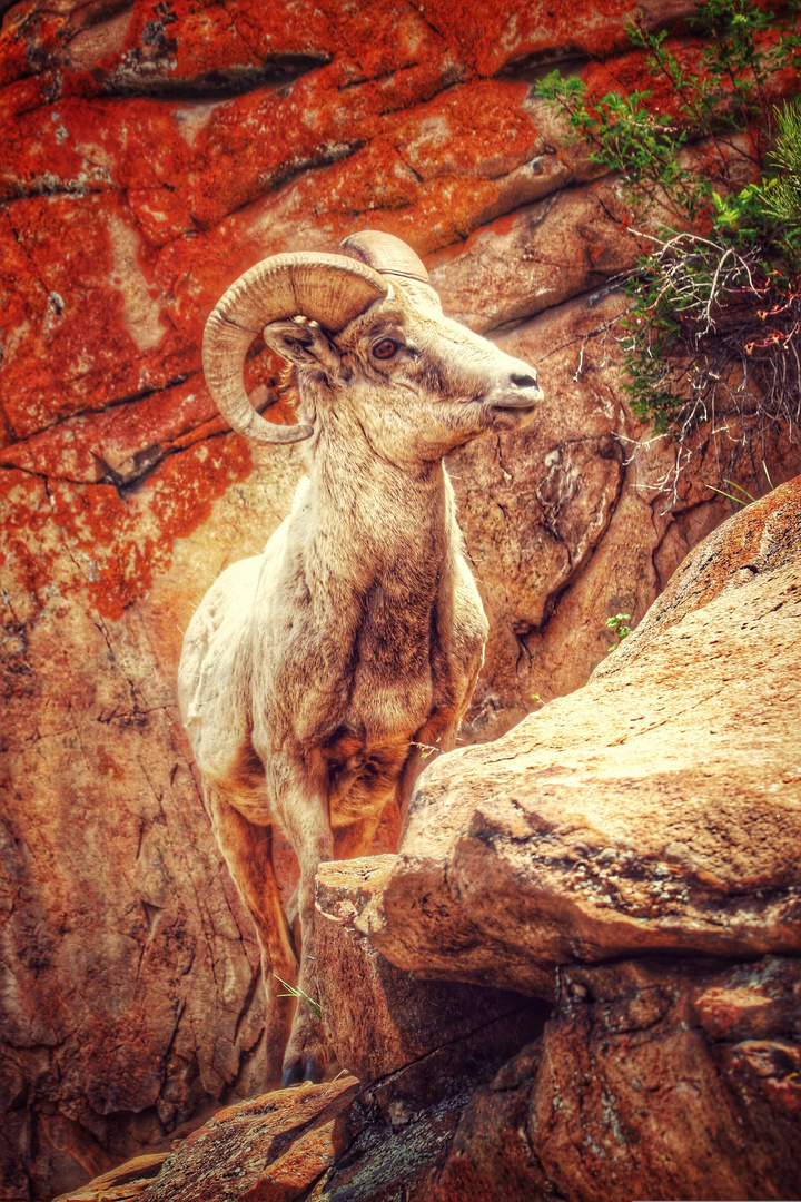 Bighorn Sheep