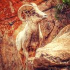 Bighorn Sheep