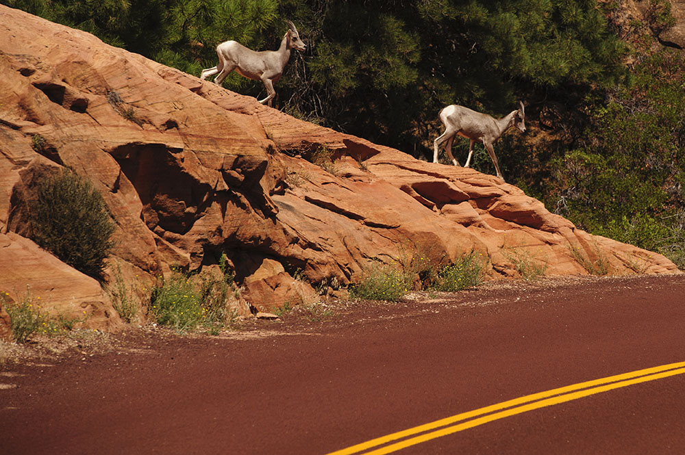 Bighorn Sheep