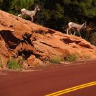 Bighorn Sheep