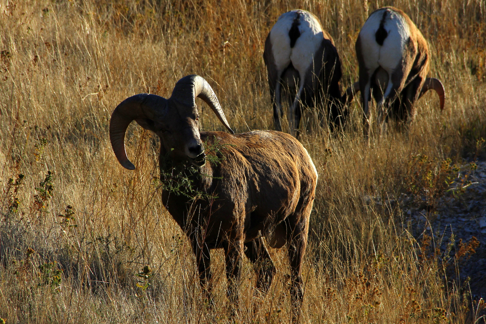 Bighorn sheep - Badlands National Park in South Dakota