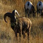 Bighorn sheep - Badlands National Park in South Dakota