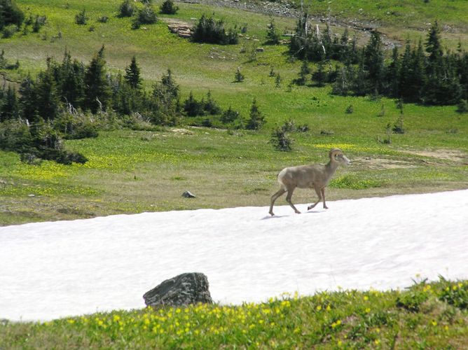 Bighorn Sheep.